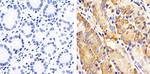 Phospho-RAC1/CDC42 (Ser71) Antibody in Immunohistochemistry (Paraffin) (IHC (P))