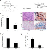 Phospho-SMAD2 (Ser465, Ser467) Antibody in Immunohistochemistry (Paraffin) (IHC (P))