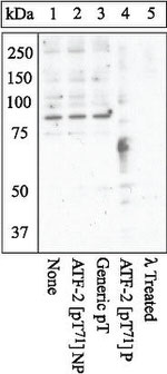 Phospho-ATF2 (Thr71) Antibody in Western Blot (WB)