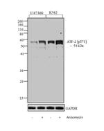 Phospho-ATF2 (Thr71) Antibody in Western Blot (WB)