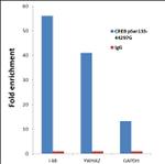 Phospho-CREB (Ser129, Ser133) Antibody