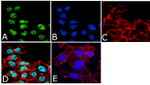 Phospho-CREB (Ser133) Antibody in Immunocytochemistry (ICC/IF)