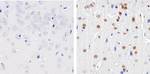 Phospho-CREB (Ser133) Antibody in Immunohistochemistry (Paraffin) (IHC (P))