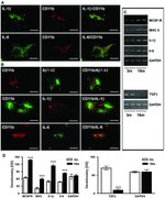 beta Amyloid (1-42) Antibody in Immunohistochemistry (Paraffin) (IHC (P))