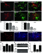 beta Amyloid (1-42) Antibody in Immunohistochemistry (Paraffin) (IHC (P))