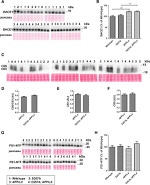 beta Amyloid (1-42) Antibody in Western Blot (WB)