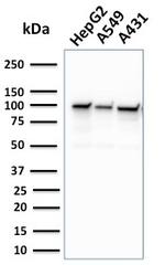 MSH2 Antibody in Western Blot (WB)