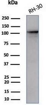 MSH2 (DNA Mismatch Repair Marker) Antibody in Western Blot (WB)