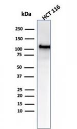 MSH2 Antibody in Western Blot (WB)