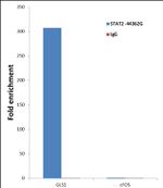 STAT2 Antibody in ChIP Assay (ChIP)