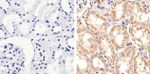 STAT2 Antibody in Immunohistochemistry (Paraffin) (IHC (P))