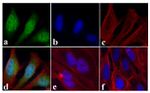 STAT2 Antibody in Immunocytochemistry (ICC/IF)