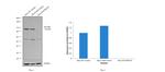 STAT5 alpha/beta Antibody