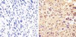 Phospho-STAT1 (Ser727) Antibody in Immunohistochemistry (Paraffin) (IHC (P))