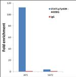 Phospho-STAT5 alpha (Tyr694) Antibody in ChIP Assay (ChIP)