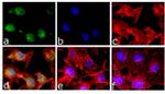 Phospho-STAT5 alpha (Tyr694) Antibody