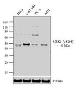 Phospho-MEK1 (Ser298) Antibody in Western Blot (WB)