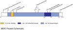 Phospho-MEK1 (Ser298) Antibody