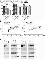 Phospho-c-Kit (Tyr823) Antibody in Western Blot (WB)