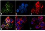 Phospho-c-Kit (Tyr823) Antibody in Immunocytochemistry (ICC/IF)