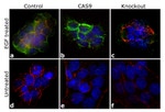 Phospho-c-Raf (Ser259) Antibody in Immunocytochemistry (ICC/IF)