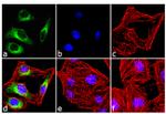 Phospho-HSP25 (Ser86) Antibody in Immunocytochemistry (ICC/IF)