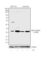 Phospho-HSP25 (Ser86) Antibody in Western Blot (WB)