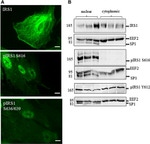 Phospho-IRS1 (Ser616) Antibody in Western Blot, Immunocytochemistry (WB, ICC/IF)