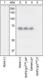 Phospho-SHP2 (Tyr542) Antibody in Western Blot (WB)