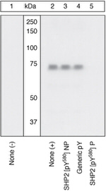 Phospho-SHP2 (Tyr580) Antibody in Western Blot (WB)