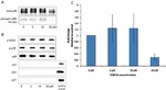 Phospho-Rb (Thr821) Antibody in Western Blot (WB)