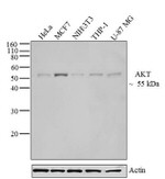 AKT Pan Antibody in Western Blot (WB)