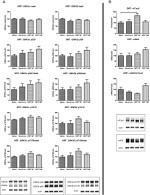 GSK3 alpha/beta Antibody in Western Blot (WB)