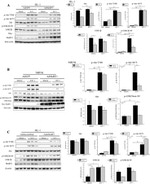 GSK3 alpha/beta Antibody in Western Blot (WB)