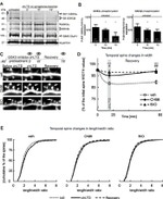 GSK3 alpha/beta Antibody in Western Blot (WB)