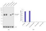 GSK3 alpha/beta Antibody in Western Blot (WB)