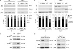 Phospho-AKT1 (Ser473) Antibody in Western Blot (WB)