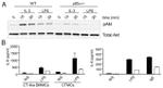 Phospho-AKT1 (Ser473) Antibody in Western Blot (WB)