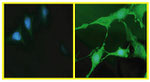 Phospho-AKT1 (Ser473) Antibody in Immunocytochemistry (ICC/IF)