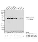 Phospho-AKT1 (Ser473) Antibody in Western Blot (WB)