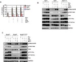 Phospho-Paxillin (Tyr118) Antibody in Western Blot (WB)