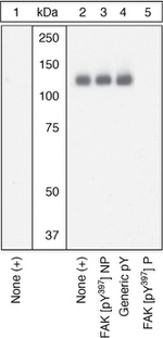 Phospho-FAK (Tyr397) Antibody in Western Blot (WB)