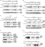 Phospho-FAK (Tyr861) Antibody in Western Blot (WB)