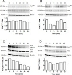 Phospho-FAK (Tyr861) Antibody in Western Blot (WB)