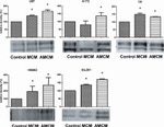 Phospho-PYK2 (Tyr579, Tyr580) Antibody in Western Blot (WB)