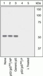 Phospho-p53 (Ser392) Antibody in Western Blot (WB)