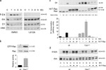 Phospho-ERK1/ERK2 (Thr185, Tyr187) Antibody in Western Blot (WB)