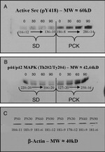 SRC Antibody in Immunoprecipitation (IP)