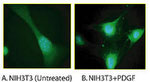 Phospho-ERK1/ERK2 (Thr185, Tyr187) Antibody in Immunocytochemistry (ICC/IF)