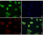 Phospho-ERK1/ERK2 (Thr185, Tyr187) Antibody in Immunocytochemistry (ICC/IF)